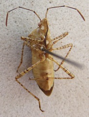 Hypselonotus lineatus