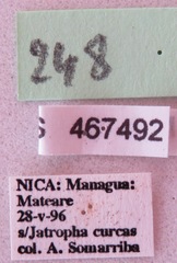 Hypselonotus lineatus