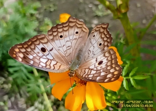 White Peacock