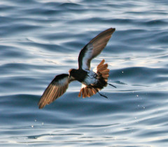 Fregetta maoriana