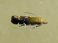 Anacampsis levipedella