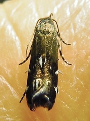 Anacampsis levipedella