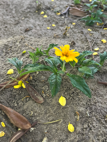 Trailing Daisy