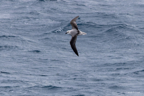 iNaturalist image