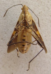 Hypselonotus lineatus