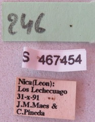 Hypselonotus lineatus