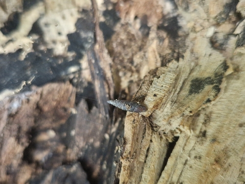Clausilia bidentata bidentata