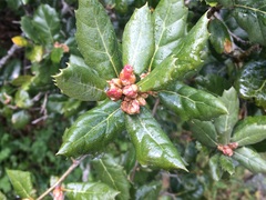 Quercus durata durata