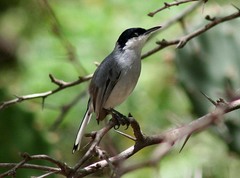 Polioptila plumbea