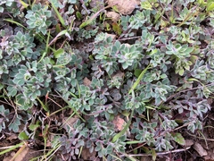 Acmispon brachycarpus