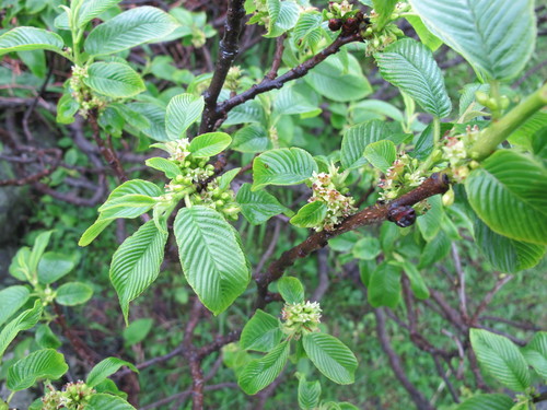 Rhamnus imeretina, photograph 3