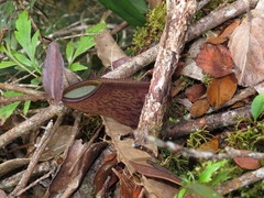 Nepenthes tentaculata