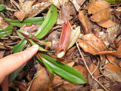 Nepenthes tentaculata
