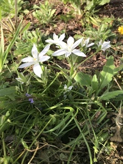 Ornithogalum umbellatum