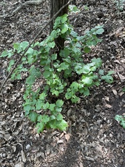 Styrax platanifolius, photograph author not stated, no rights reserved