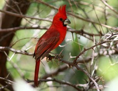 Cardinalis phoeniceus