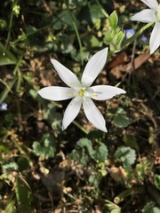 Ornithogalum umbellatum