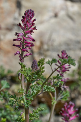 Fumaria officinalis officinalis