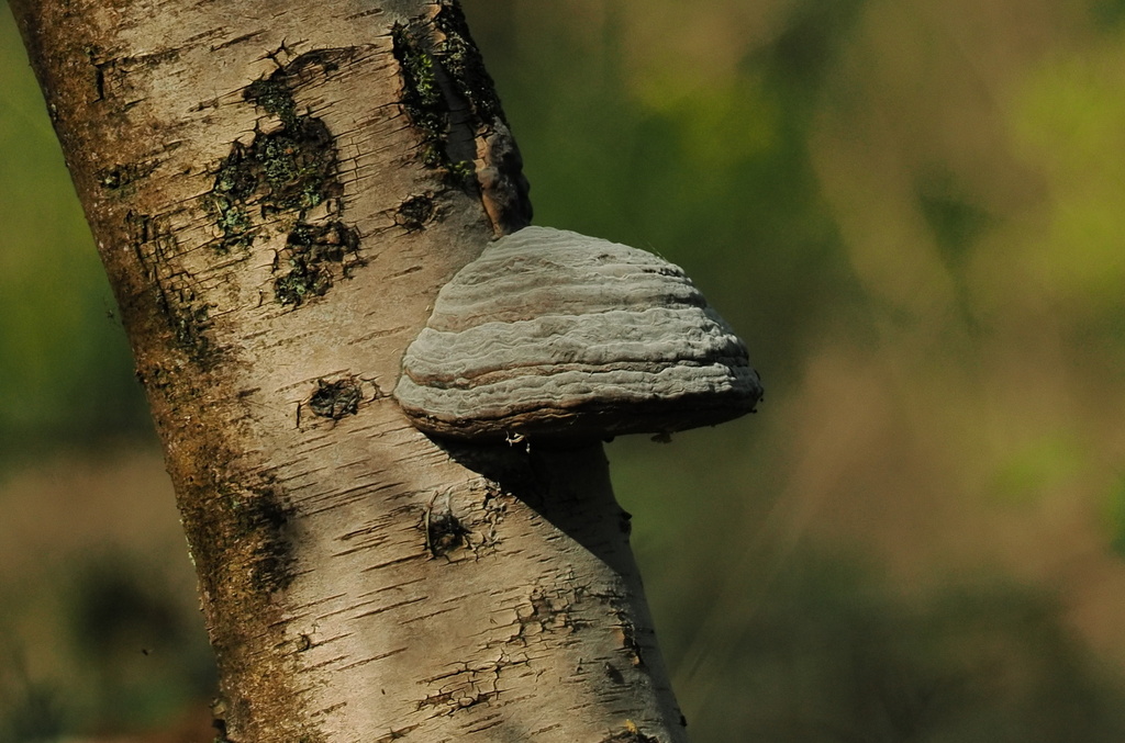 Fomes fomentarius · April 2026 · photo: © jtatlow (iNaturalist, cc0)