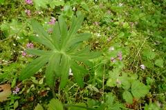 Delphinium menziesii