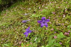 Delphinium menziesii