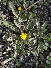 Taraxacum officinale