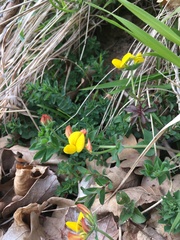 Lotus corniculatus corniculatus