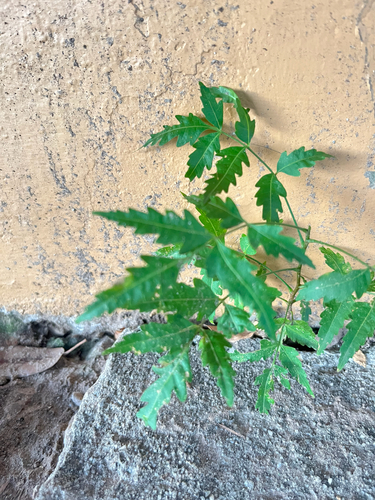 Neem