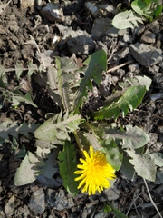 Taraxacum officinale