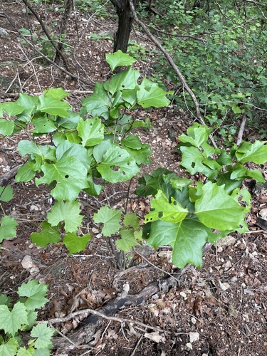Styrax platanifolius, photograph 3