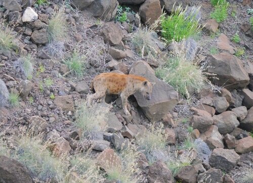 Spotted Hyena