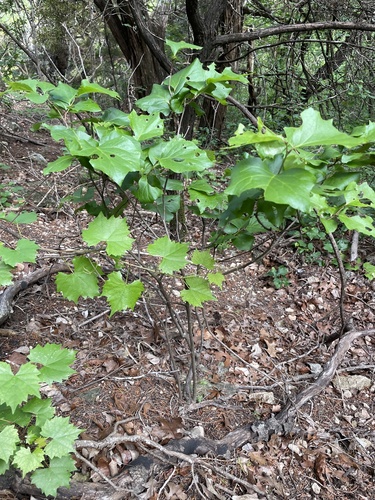 Styrax platanifolius, photograph 4