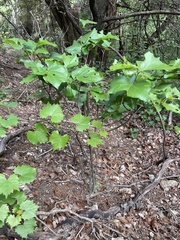 Styrax platanifolius, photograph author not stated, no rights reserved