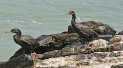 Nannopterum brasilianum