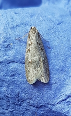 Semioscopis avellanella