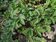 Aegopodium podagraria