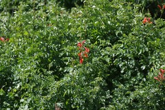 Tecomaria capensis
