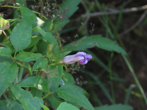 Ipomoea ficifolia, 2026-04-26