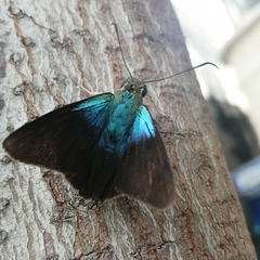 Telegonus alector hopfferi