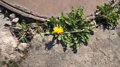 Taraxacum officinale