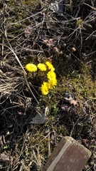 Tussilago farfara