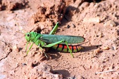 Tropidacris collaris