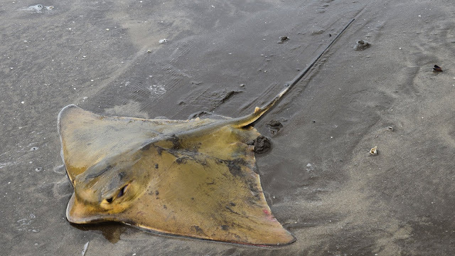 Shortnose Eagle Ray
