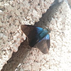 Telegonus alector hopfferi