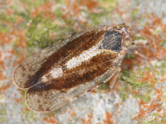 Tachycixius pilosus