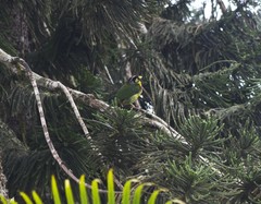 Psilopogon pyrolophus