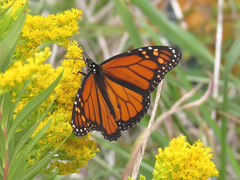 Danaus plexippus