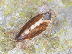 Tachycixius pilosus