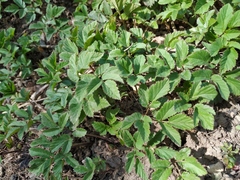 Aegopodium podagraria