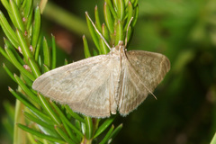 Anania fuscalis